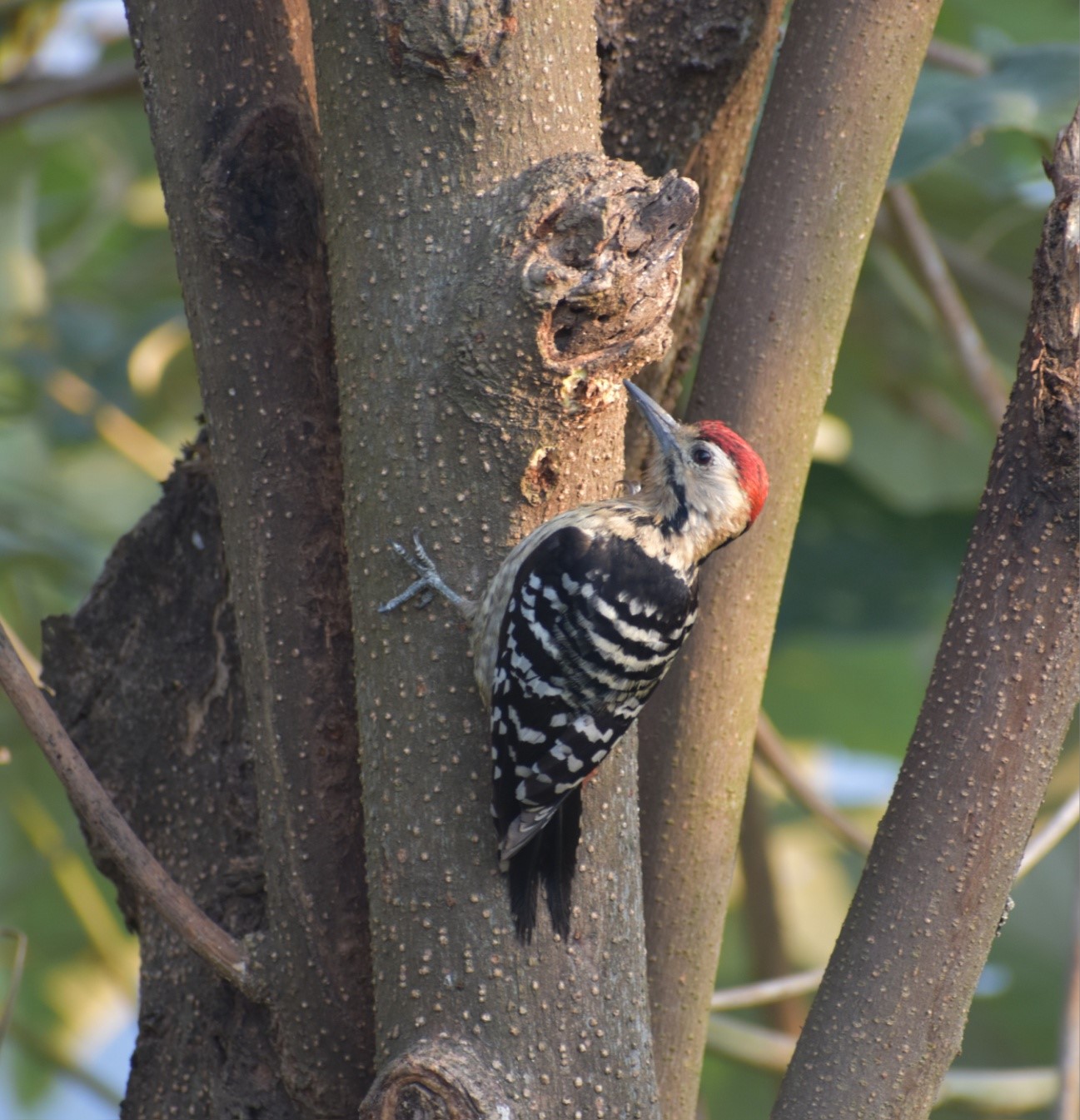 Fulvous Breasted Woodpecker